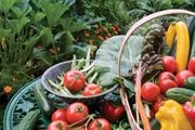 零基礎學種菜攻略：澳洲蔬菜價格暴漲，輕鬆實現蔬菜自由