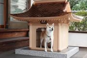 日本人花100萬建的豪華狗窩，住進去的是什麼狗生贏家？
