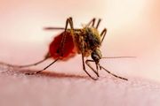 每年超70萬人死亡！蚊子包越大，毒性越大？學會這幾招讓它退！退！退！