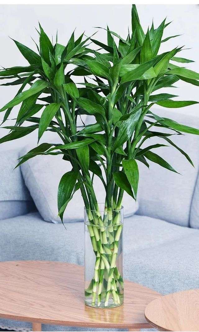 第二，富貴竹，適合養在客廳