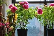 七種洋氣花，適合現在養，客廳一放，高檔大氣，開花更有好寓意