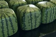 日本又開始賣方形西瓜了，1萬1個還不甜