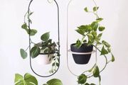窗臺上的吊盆植物，你是選觀葉植物，還是開花植物？