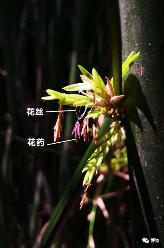 圖片為竹子的花