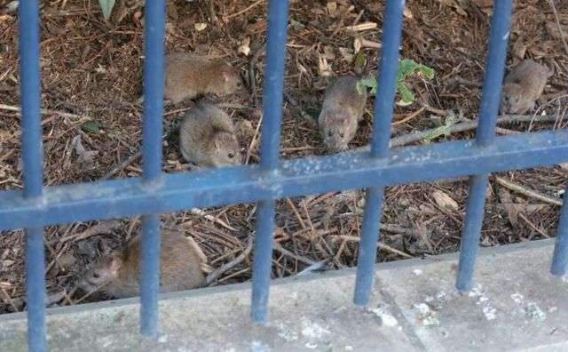 2016年，巴黎市府為控制老鼠數量而關閉多家公園進行滅鼠活動圖為巴黎4區聖雅克塔公園裡的老鼠。（巴黎
