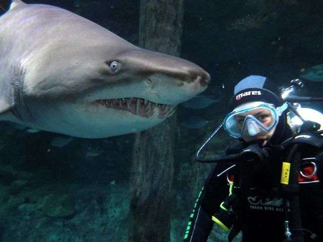 在雪梨（悉尼）海洋生物水族館和鯊魚一起游泳