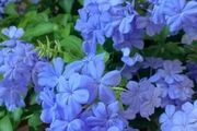藍雪花夏季可以多次開花，記住「3大」，就能快速復花
