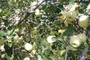 蘋果樹病蟲害防治，重點掌握「三關鍵」