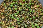 仙人球種子播種：一個「快餐盒」，種出上百棵仙人球，省錢又好用