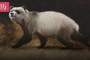 這種歐洲熊貓還沒被認識，就滅絕了｜自然小喇叭