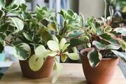 6種耐陰的觀葉植物，適合養在有柔和光照的窗臺上