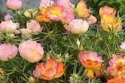 9月養「這6種花」，建議「多晒晒」，多晒利於開花
