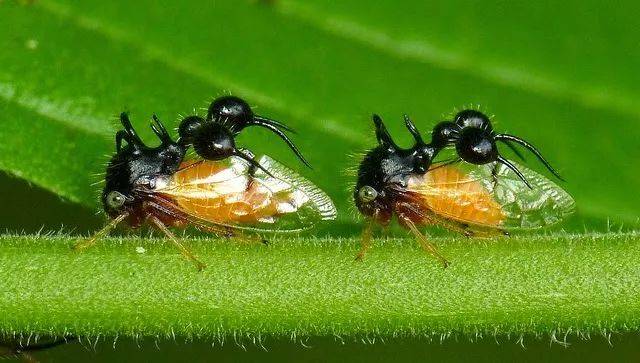 擬態螞蟻的球結擬蟻角蟬