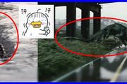 韓國身長10米「漢江水怪」現身？近距離照片曝光後，網友不淡定了……