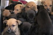 殘忍：一次性丟棄22只小狗！「寵物棄養潮」來到紐西蘭，用完即棄引發憤怒……