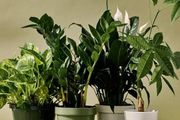 很適合養室內桌面上的9種盆栽綠植，葉片常年翠綠，關鍵是耐陰