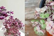 油畫婚禮吊蘭、婚禮吊蘭和胭脂雲的區別，如何將它們養開花？