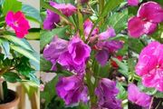 常見的指甲花、新幾內亞鳳仙和蘇丹鳳仙花，養花盆裡就很容易開花