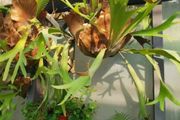 栽培鹿角蕨的不同方式，想養好這種觀賞蕨真不難，有耐旱的品種