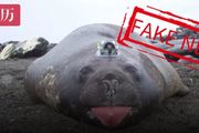 為什麼南極的科學家總要扇海豹一耳光？因為這是假的……