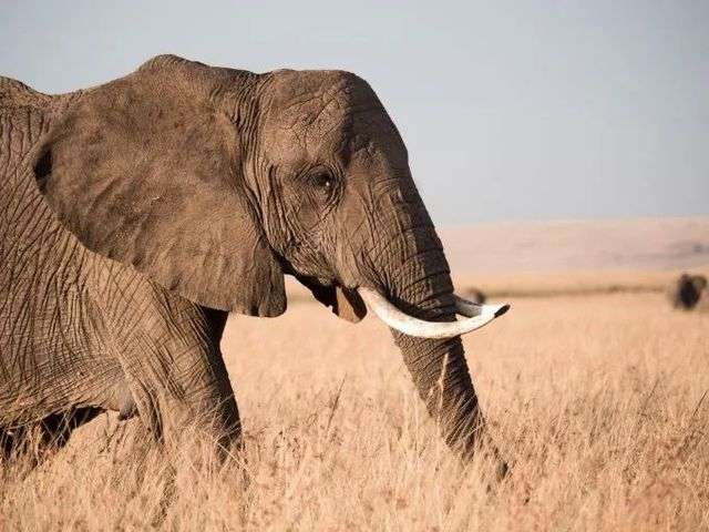 如圖所示，象牙並不長在口腔內，而是