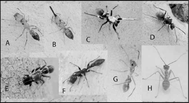 模仿螞蟻的跳蛛圖片來源：參考文獻