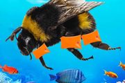 美國加州最高法院裁定大黃蜂屬於魚類 | 近期科技趣評