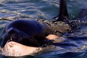 什麼？塞納河裡又雙叒叕發現鯨魚！抹香鯨，虎鯨，鬚鯨&#8230;令人吃驚！