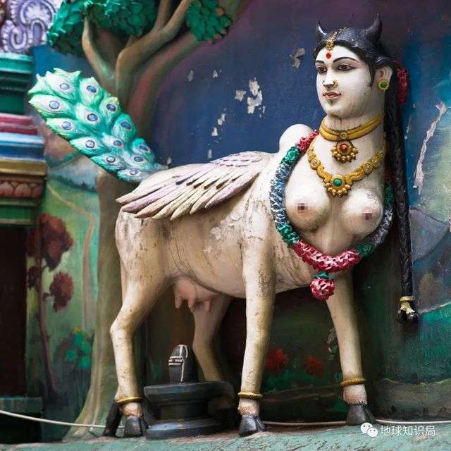 印度教中的牛女神（圖：shutterstock）