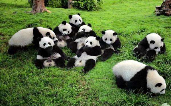 全國大熊貓都有 1800 多隻了