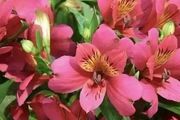 6種絕美「仙女花」，個個都是顏值擔當，你一定喜歡!