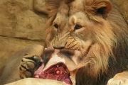 動物園的長頸鹿去世，直接被餵給獅子當飼料???…網友吵翻！