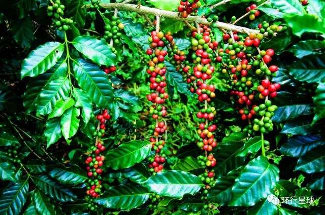 咖啡樹上的咖啡果