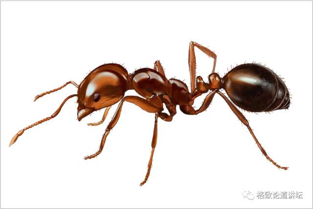 這是什麼螞蟻呢？它叫紅火蟻