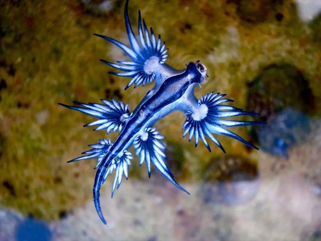 海神鰓科的大西洋海神海蛞蝓（