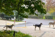 烏克蘭空無一人的街頭，一群狗狗正在禮貌排隊，它們在等什麼？
