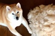 日本網友家的柴犬瘋狂掉毛，鏟屎官苦中作樂的日常