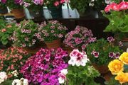 秋天買什麼花？7種「花機器」，降溫就開花，花量巨多，花期超級長