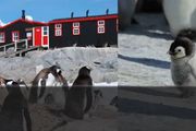 世界上最酷的工作！南極洲招人「數企鵝」，沒wifi還得給企鵝鏟屎，卻有6000人搶著去！