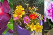 4種只適合粗養的開花植物，陽光一定要給夠，別勤快澆水