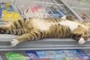 再熱下去，冰箱裡都快長貓了