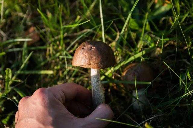 採蘑菇