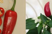 盆栽辣椒從播種到開花結果，栽培有幾個關鍵點要注意