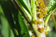 蚜蟲用有機和化學方法清除的差別，知己知彼，養花才會變得輕鬆