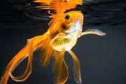 為什麼金魚總是養不活？真的是喂太多撐死的嗎？
