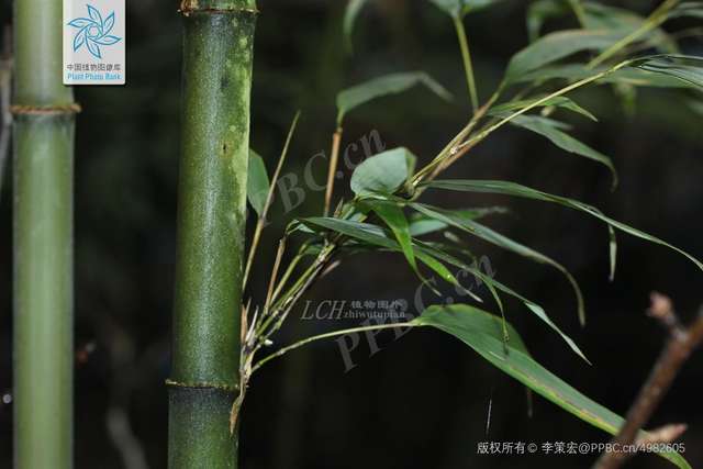 圖片為竹子的莖和枝