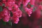 三角梅中哪些品種開紅花？推薦3種，各有特色，紅得耀眼