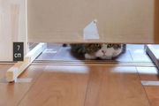 日本網友測試貓趴在地上可以有多扁，看到最後快被萌死了