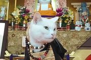 日本人吸貓走火入魔，竟開設「貓貓寺」，從住持到僧人全都是貓！