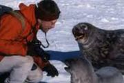 為什麼在擼完海豹後，南極的科學家總要扇海豹一耳光？